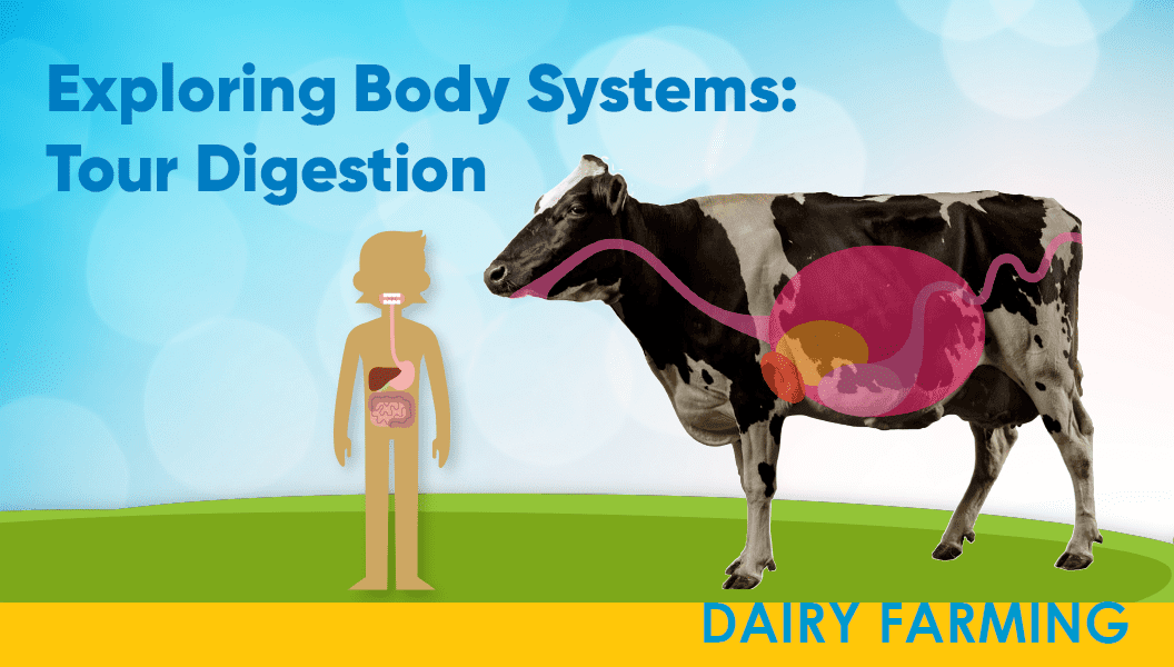 Digestive system of human and cow