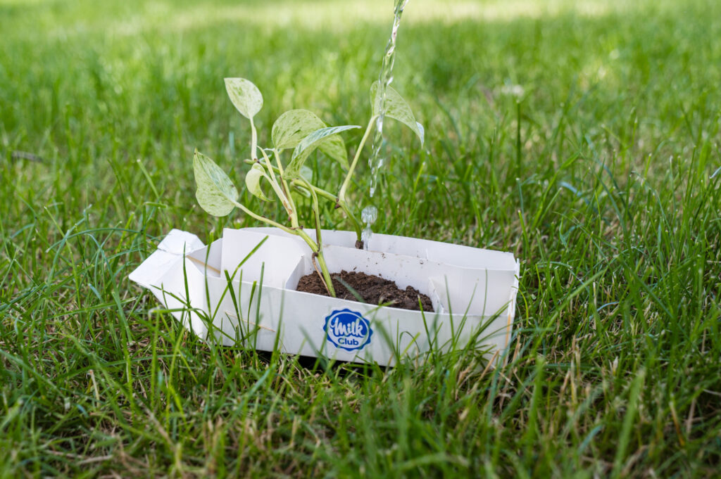 Carton Seed Starters