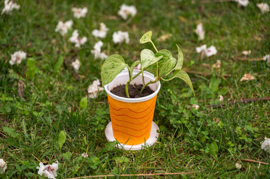 Yogurt Container Planters