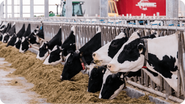 Des vaches sur une ferme laitière